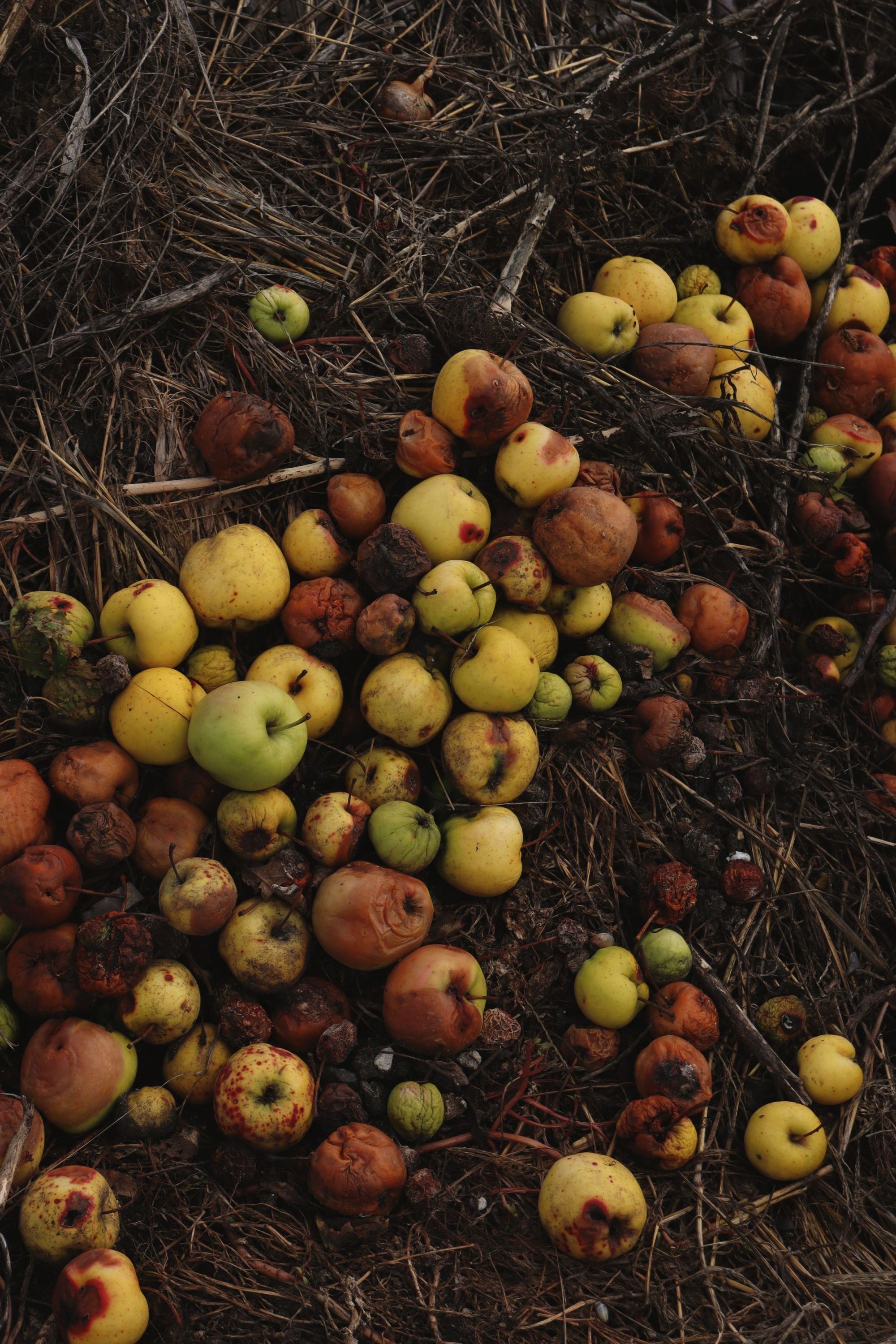 pommes_pourries-frida-flowers-xtradry-pexels.jpg