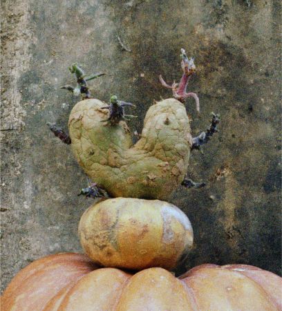Patate_Coeurs__8_photographie_2002_c_Agnes_Varda_MD.jpg