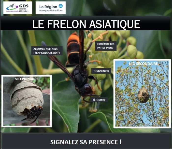 frelon-asiatique-880x765.jpg