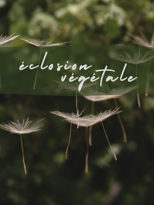 eclosion-vegetale-18A-cote-boutique-visuel.png