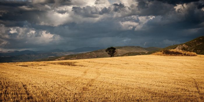 ble-recolte-meteo-freepik.jpg